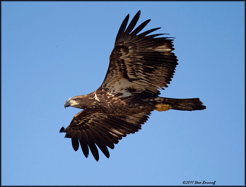 _1SB7496 immature bald eagle.jpg